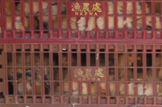 Grippe aviaire : 19 000 volailles abattues à Hong Kong